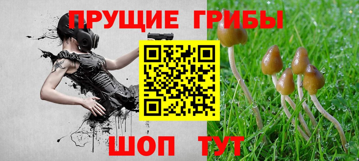 Псилоцибиновые грибы Cubensis Братск